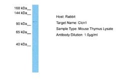 CLCN1 Rabbit anti-Mouse, Polyclonal, Novus Biologicals 0.1ml; Unconjugated:Antibodies,